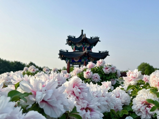 （菏澤市中國牡丹園。圖片來源：張軼菲）